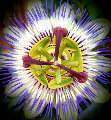 Solve Passiflora Jigsaw Puzzle Online With 304 Pieces