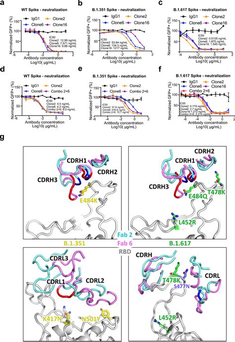 Lead Mab Clones Showed Strong Neutralization Potency Against Wtwa1 And