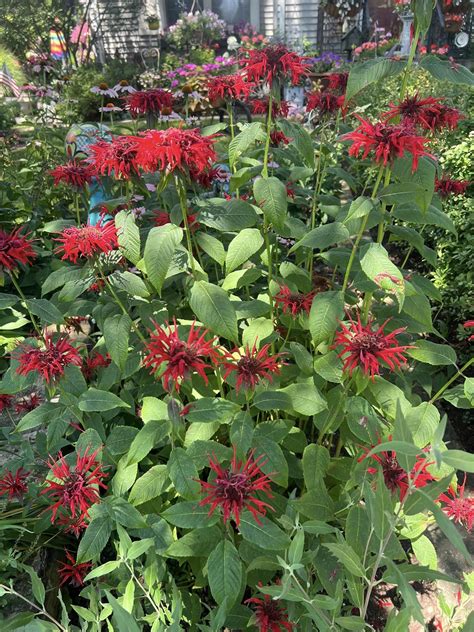 20 Perennial Flowers That Attract Hummingbirds and Butterflies