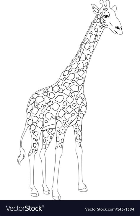 Animal Outline For Giraffe Royalty Free Vector Image