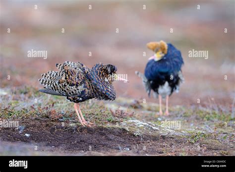 Ruff Philomachus Pugnax Male Displaying At Lek In Breeding Plumage