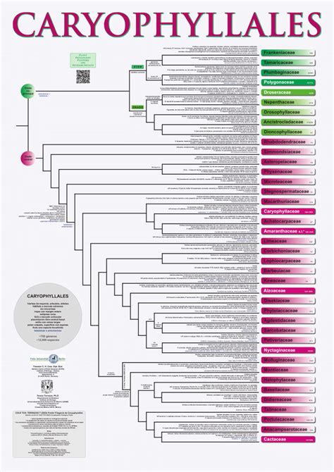 (PDF) Poster Filogenia de CARYOPHYLLALES (CPP, español)