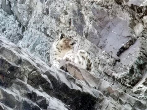 Snow Leopard Chasing Goat