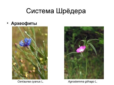 Биологическое загрязнение. Адвентивная флора - презентация онлайн