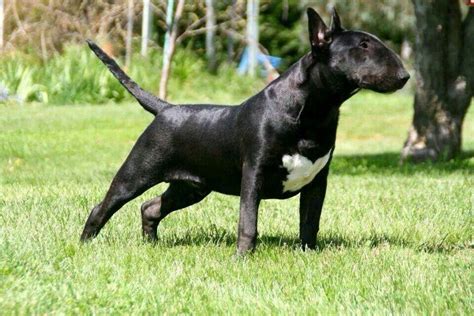 Bull Terrier Preto Preço - Black bullie | Bull terrier, English bull terriers, Miniature bull terrier