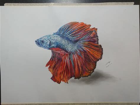 fish boat drawing 3