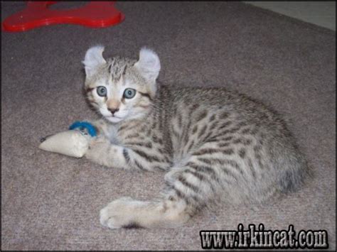 Highland lynx kittens for adoption - molimil