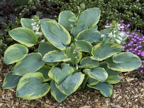 Hornbaker Gardens Inc Hosta Frances Williams Large