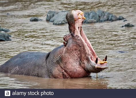 Yawning Hippo With Huge Teeth Hippopotamus Amphibius In Famous Hippo