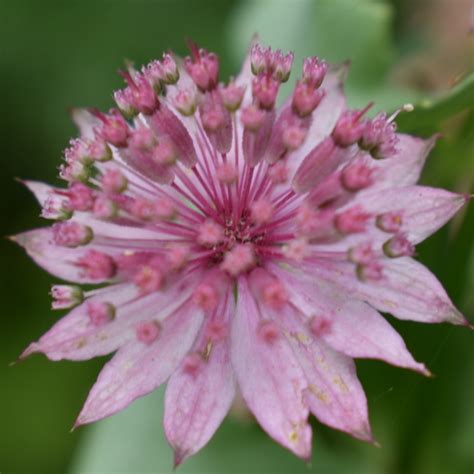 Astrantia Major Var Rosea Syn Astrantia Maxima Rosea Pink Greater