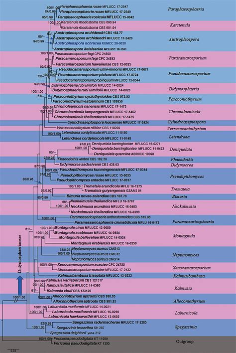 Raxml Tree Based On A Combined Dataset Of Partial Ssu Lsu Tef And