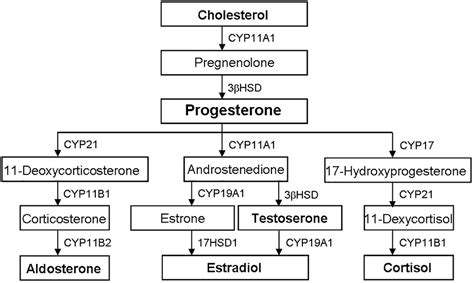 Frontiers Role Of Sphingolipid Metabolites In The Homeostasis Of Steroid Hormones And The