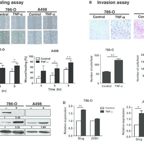 Tnf A Enhanced Migration Invasion And Emt Of Rcc Cells A 780 O And