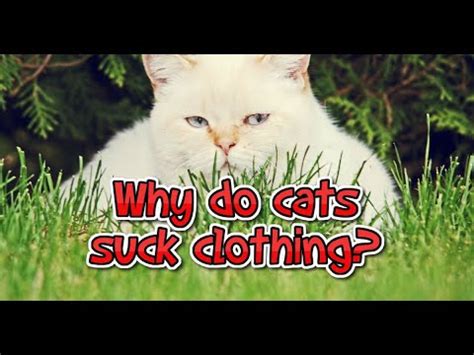 Why Does My Cat Suck Nurse On My Clothes YouTube