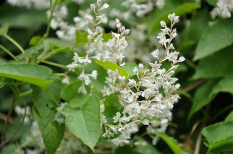 Fallopia Baldschuanica Calflora