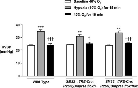 Smooth Muscle Protein 22αmediated Patchy Deletion Of Bmpr1a Impairs