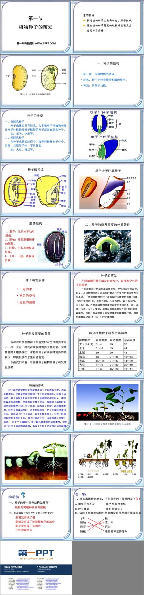 《植物种子的萌发》ppt免费课件 第一ppt