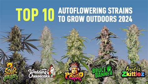 Top 10 Autoflowering Strains To Grow Outdoors 2024 Fast Buds