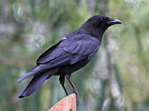 File:American Crow SanDiego RWD.jpg
