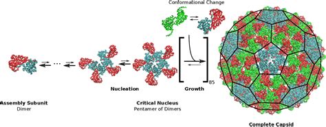 Figure 1 from Mechanisms of virus assembly. | Semantic Scholar