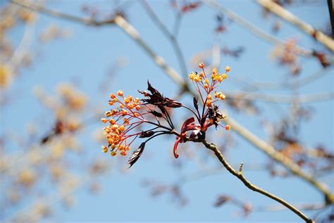 Acer Platanoides Crimson King Acer Platanoides Crimson King Van