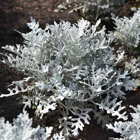 Dusty Miller Seeds Shop 1 Varieties Eden Brothers