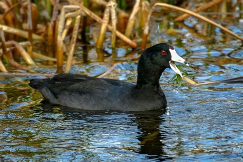 9 Amazing Black Birds With RED EYES Global Birding Initiative