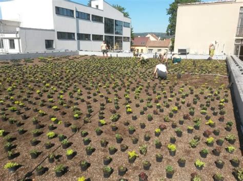 Skladba Zelen St Echy Extenzivn I Intenzivn Greenvia