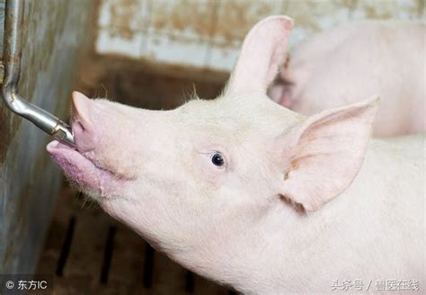 「飼養管理」育肥豬：抓住這四點，降低飼料消耗還能早出欄！ 每日頭條