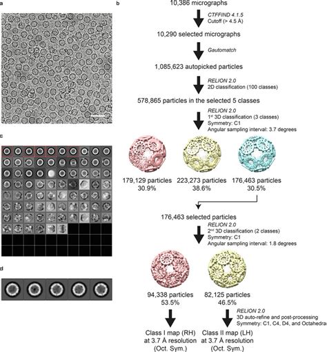 Procedure For Cryo Em Single Particle Reconstruction For Trap Cage