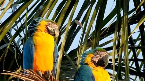 Blue And Yellow Macaw Couple Around The Nest Ara Ararauna Arara