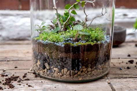 How to Make a Basic Terrarium