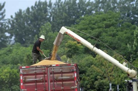 河南遭遇近10年最严重“烂场雨”，小麦抢收情况如何北京日报网