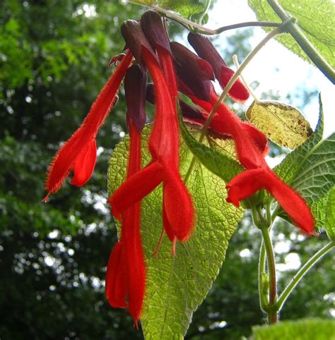 Salvia dombeyi - Victorian Salvia Study Group