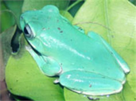 Whites tree frog care sheet. The amphibian.co.uk. Whites tree frog care ...