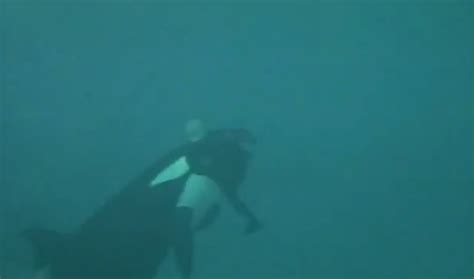 Chilling video shows killer whale Kasatka attacking trainer at SeaWorld ...