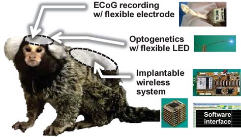 Figure 11 From Implantable Wireless 64 Channel System With Flexible