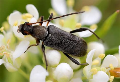 Grammoptera Ruficornis