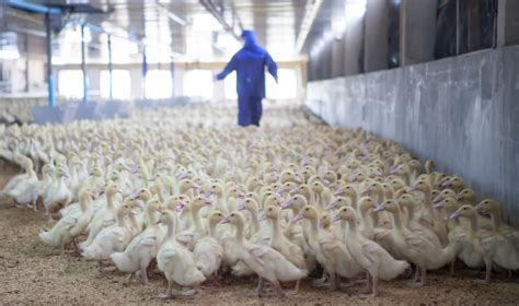 France reports avian flu at vaccinated duck farm | CIDRAP