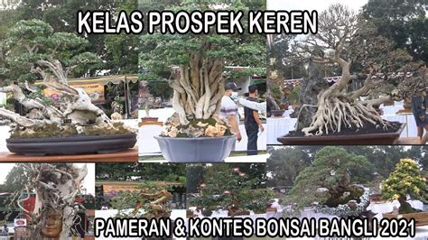 Pameran Kontes Bonsai Kelas Prospek Di Bangli Youtube