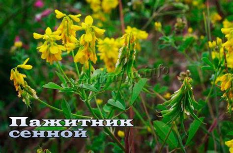 пажитник вырастить на даче
