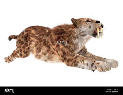 3d Digital Render Of A Smilodon Or A Saber Toothed Cat Isolated On