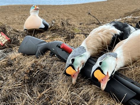 King Eider Hunting Alaska Best Sea Duck Hunting Lodge