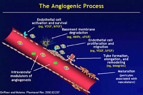 Angiogenesis And Angiogenesis Process In Cancer Wound Healing