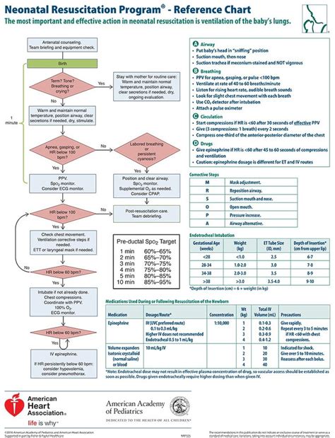 Nrp 8th Edition Exam Answers Nrp Neonatal Resuscitation Aap