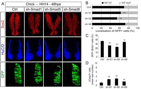 Canonical BMP7 Activity Is Required For The Generation Of Discrete