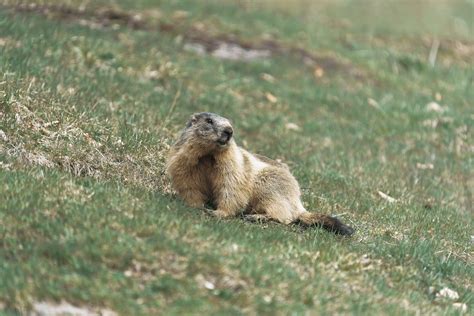 Woodchuck in Nature · Free Stock Photo