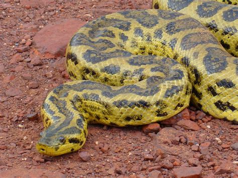 Yellow Anaconda Facts And Pictures Reptile Fact