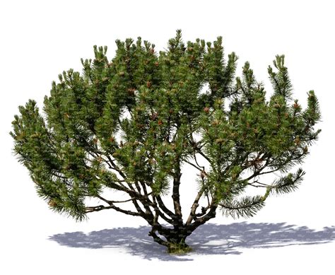 small mountain pine - VIShopper
