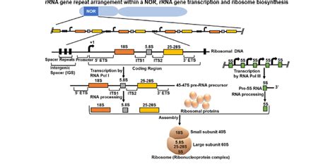 Rrna Gene Arrangement And Ribosome Biogenesis A Chromosome Showing The